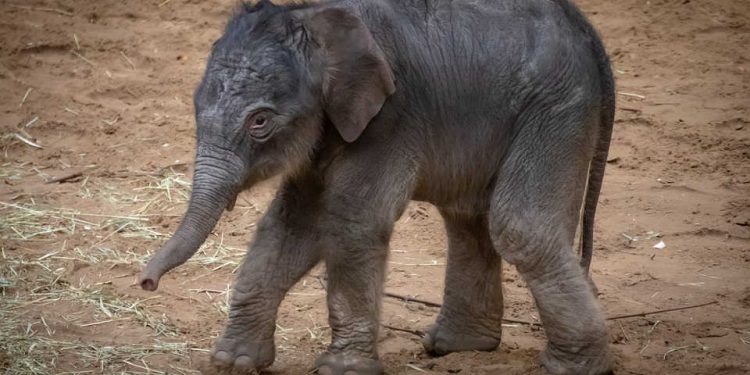 American Tourists Visiting Indian Nature Reserve Told They Must Beat Elephant Before Riding It